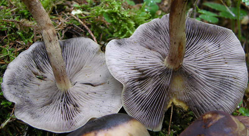 Hypholoma capnoides